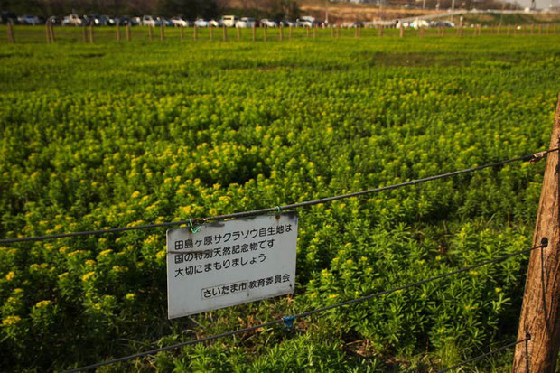 天然記念物は千以上あるが植物で「特別」がつく天然記念物は30しかない（2014年現在）