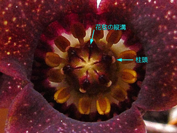 ウスバサイシンの花の中心部の様子