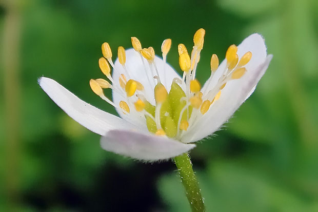 ＃１０ サンリンソウの花の側面 2007.06.17　群馬県吾妻郡　alt=1523m