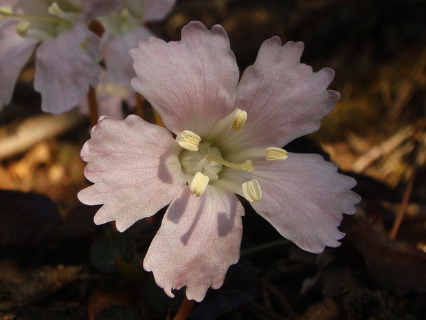 イワウチワ　2007.04.30