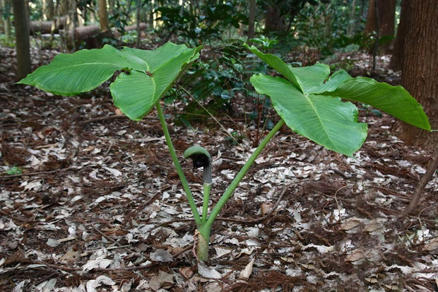 ムサシアブミ - 野山に自然に咲く花のページ ムサシアブミ - 野山に自然に咲く花のページ