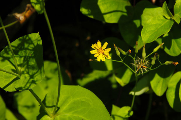 茎葉の縁には、数個のトゲ状の微突起がありました（写真左側の葉）　花はニガナとよく似ます