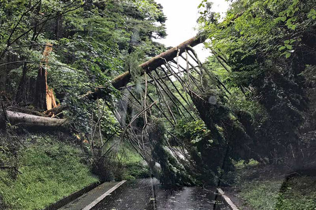 倒木で通せんぼ。　林道入口には何もサインがなかったのでびっくり。　これでは車は通れない！