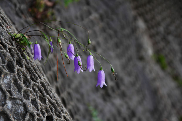 イワシャジン　法面のネットの間からも花を咲かせていた