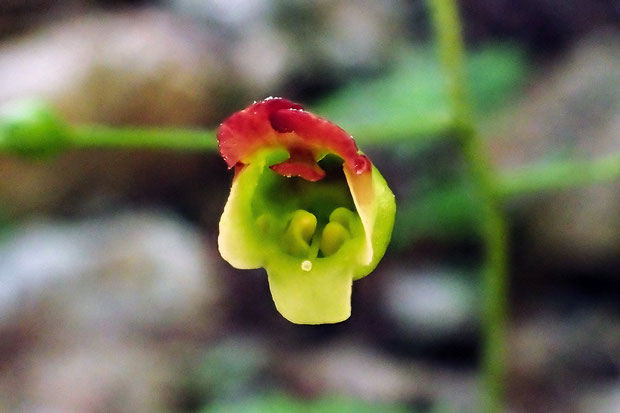 ヒナノウスツボの花　上唇は2裂し、内側に仮雄しべ1個と、4個の丸っこい雄しべ、雌しべが見えます。