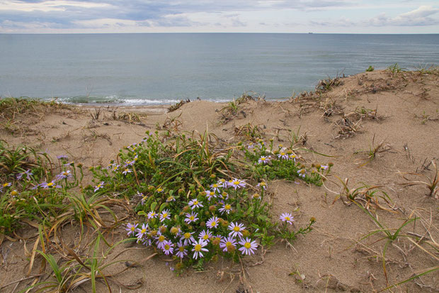 ハマベノギク (浜辺野菊)　キク科 シオン属　　海岸の砂浜や岩上に生えます