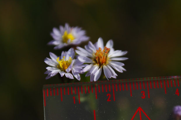 ウラギクの花の直径は12〜15mmほど　けっこう小さいです