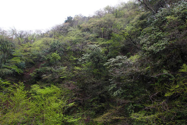 岐阜県の多様性に富んだ植生の山林