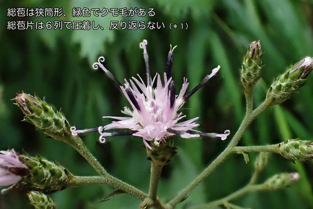 タンザワヒゴタイの花