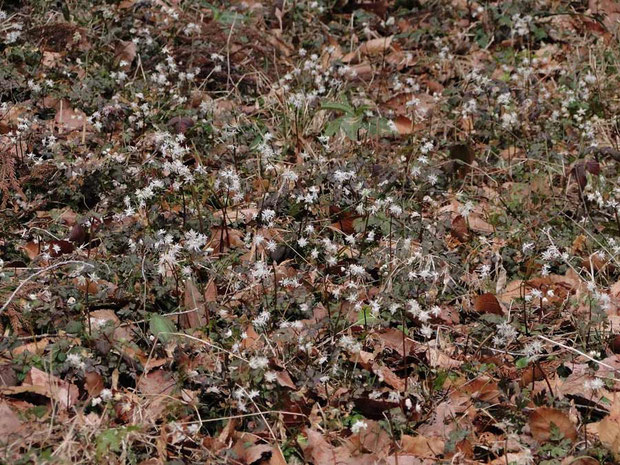 セリバオウレンの群生　2010.02.27　東京都あきる野市