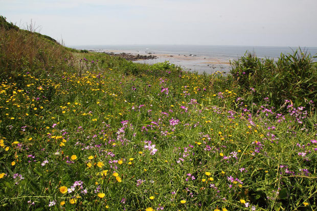 海岸には多くの花が咲き乱れていました。　ピンク色はハマダイコンです