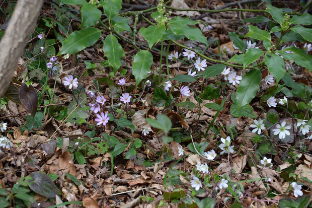 白色ばかり、ピンク色系はわずかで、期待外れ。 しかも数は多いのに花の形状や大きさに個体差が少ない