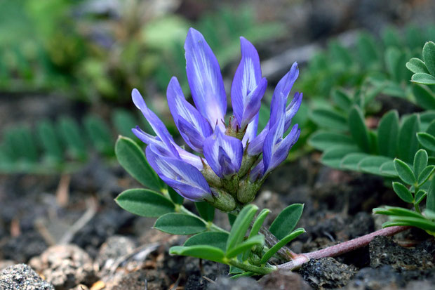 ムラサキは花の色、モメンヅルは根が木綿の繊維状であることが名の由来のようです