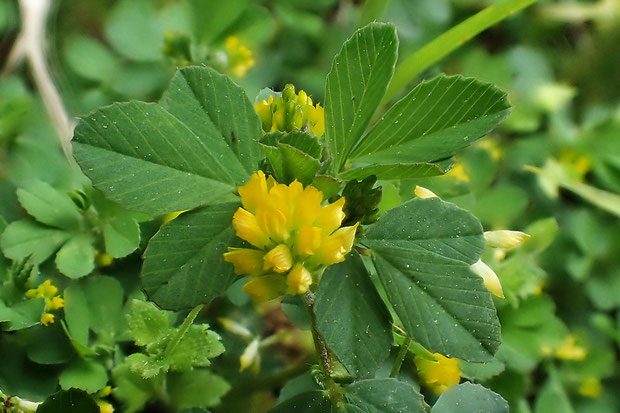 コメツブツメクサ (米粒詰草)　マメ科 シャジクソウ属　　花は小さく、3〜4mm