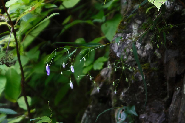 ウメガシマシャジン (梅ヶ島沙参)　キキョウ科 ツリガネニンジン属