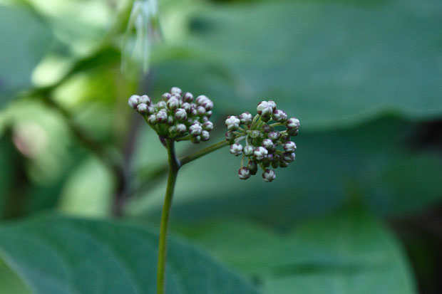 タンザワイケマの花。　まだ開花していなかった。　花序は少し小さい印象。