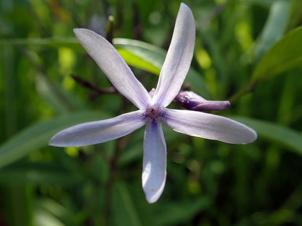 チョウジソウの花は可憐ですが、全草にアルカロイドを含む有毒植物でもあります