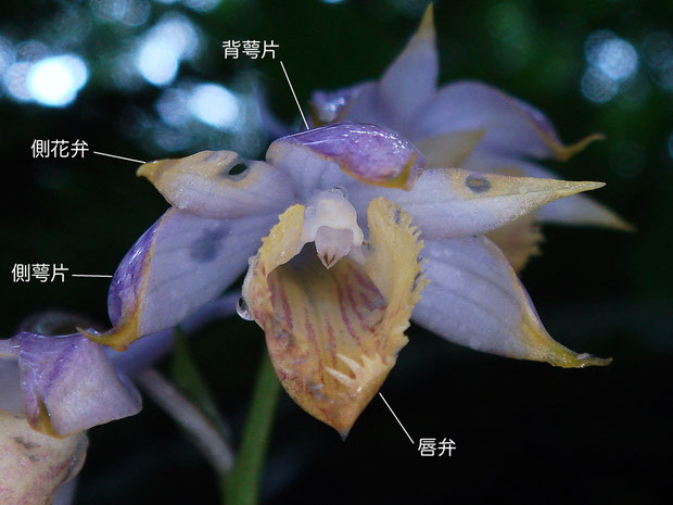 キソエビネの花の構造（背萼片、側花弁、唇弁）