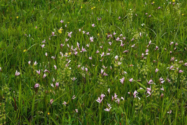 トキソウ　2012.05.21　千葉県