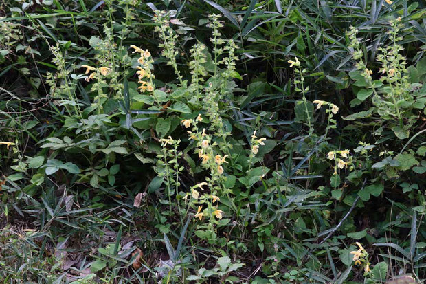 キバナアキギリ (黄花秋桐)　シソ科 アキギリ属　　花は終盤だがまだ多く咲き残っていた