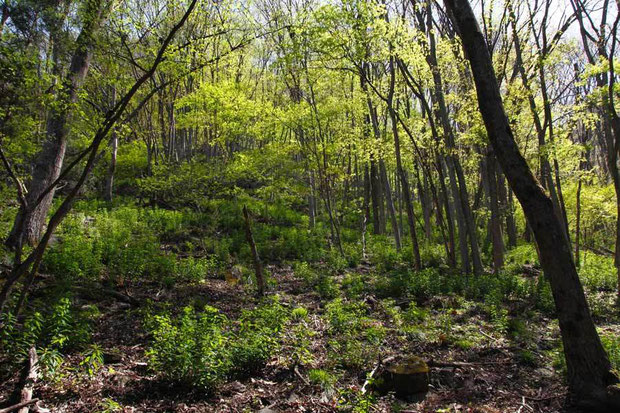 　落葉樹の林下に広がるマルミノウルシの自生地。斜面の上の方まで多数生えていました。