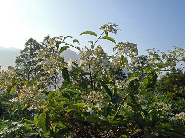 　ノリウツギ　(糊空木)　アジサイ科 アジサイ属　Hydrangea paniculata