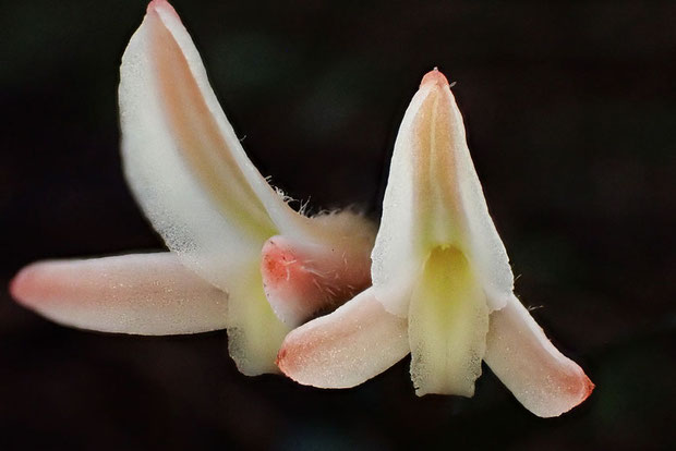 ベニシュスランの花　背萼片と側花弁が合着　唇弁の先端は後ろに反り返っている