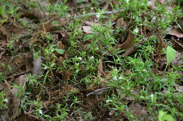 クチナシグサ　(梔子草)　ハマウツボ科 クチナシグサ属　　たくさん生えている場所を見つけた
