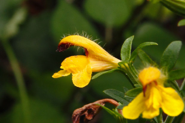 ヒキヨモギの花の側面