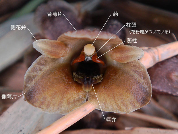 クロヤツシロランの花の構造（背萼片、側花弁、側萼片、唇弁、蕊柱、柱頭、葯、花粉魁）