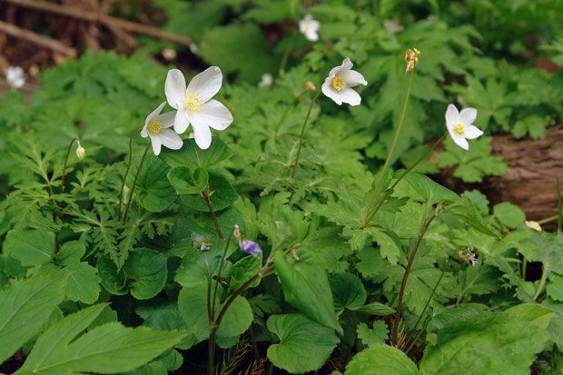 ＃３ 2個の花をつけたイチリンソウ 2006.05.06 新潟県西蒲原郡 alt=147m