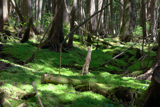 森の中には美しい苔エリアがあちこちにあった。　ここは苔の森だ