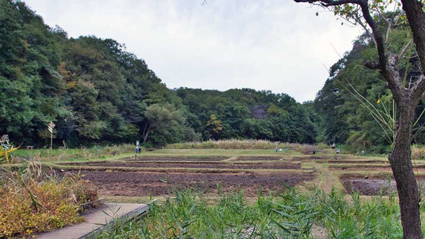 田んぼは耕運機が入り、すっかり耕されていた