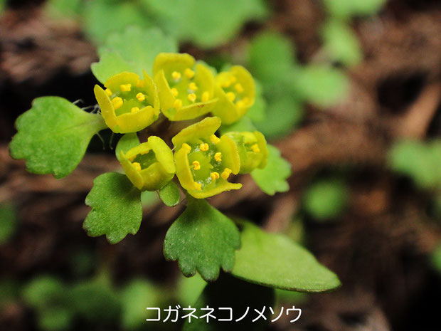 コガネネコノメソウ (黄金猫の目草)　　2010.04.04　岐阜県 奥美濃