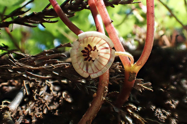 フタバアオイの花の萼裂片に見られる縦の筋（条）が、キノコに似せたものであるとの説も