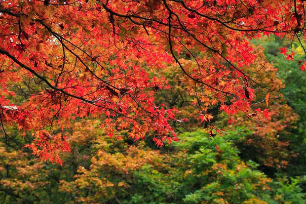 北秋川渓谷の紅葉