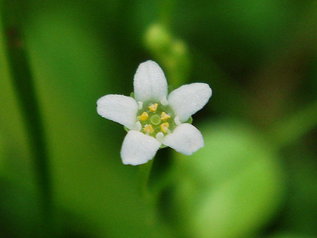 ハイハマボッスの花