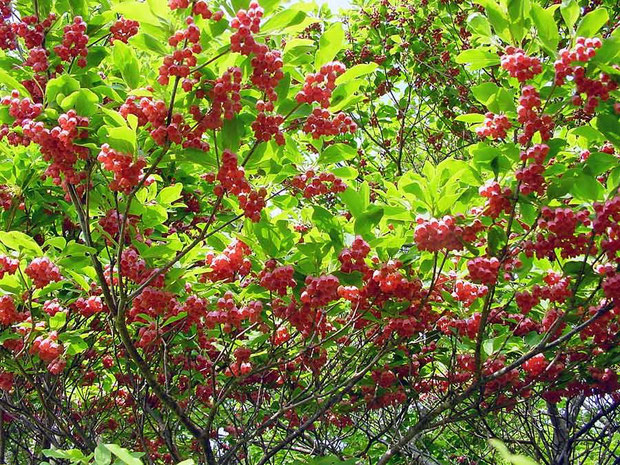 ベニサラサドウダンツツジ (紅更紗灯台躑躅)