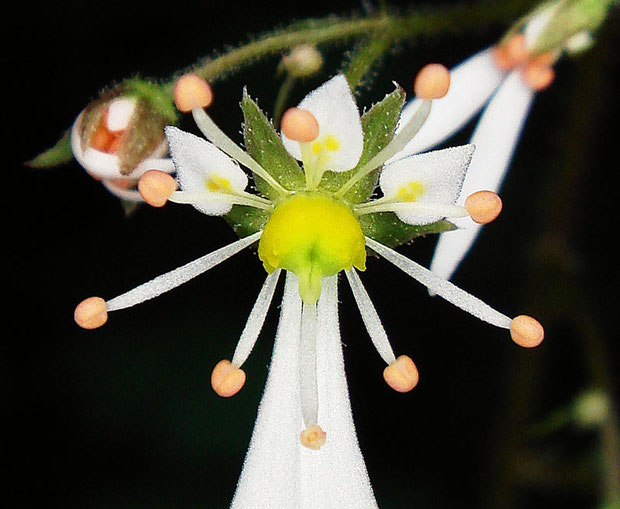 ジンジソウの花の正面−２