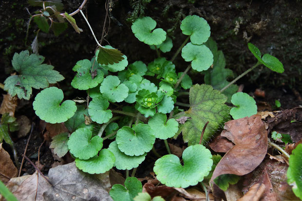 ヨツシベヤマネコノメソウ (四ツ蕊山猫の目草)　ユキノシタ科 ネコノメソウ属　　雄しべは4個です