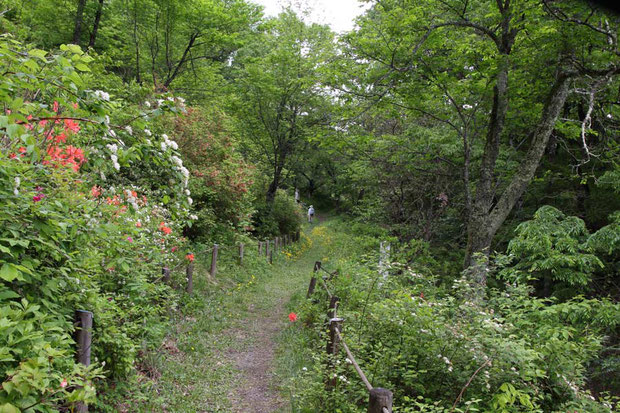 反対側から。　ここは冷温帯林ですが、冷気の影響でこの場所だけ高山性の植物が生育します。