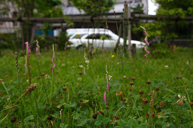 都市に咲くネジバナ