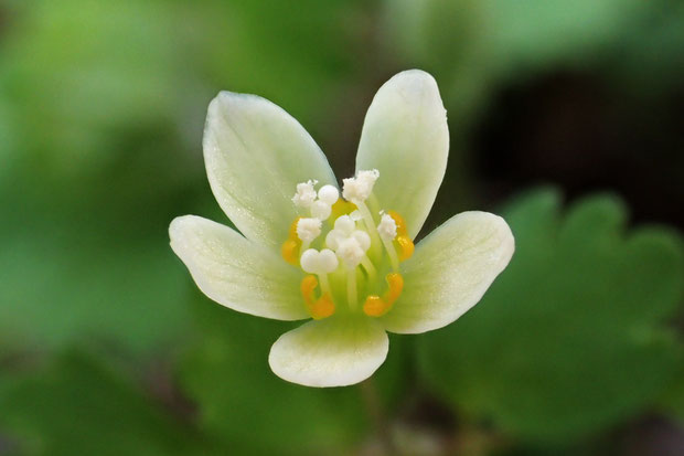 トウゴクサバノオ　花弁に見える部分は萼片　花弁は退化し小型になった黄橙色の部分　雄しべが可愛い