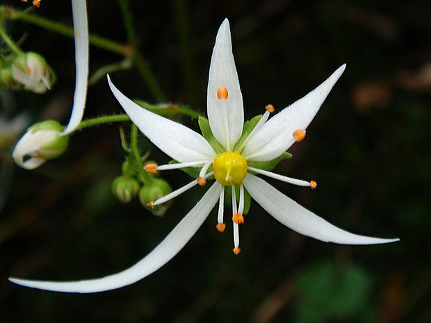 ＃１２　ダイモンジソウの花の正面