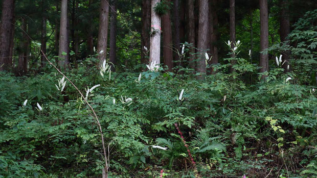 サラシナショウマ (晒菜升麻)　キンポウゲ科 サラシナショウマ属　　たくさん咲いていた