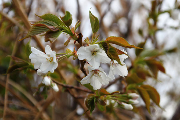 オオシマザクラ (大島桜)　バラ科 サクラ属　　葉柄の蜜腺の付き方から本種と判断しました