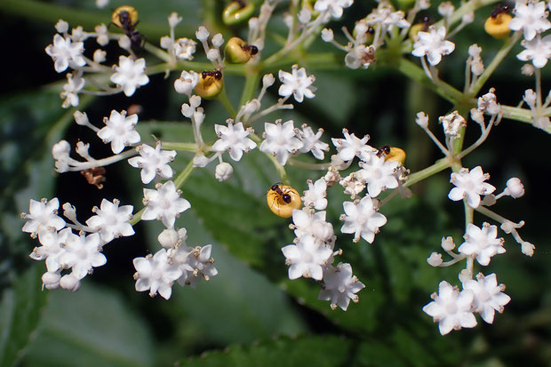 ソクズの直径3〜4mmの白い花に蜜はなく、所々にある黄色い腺体に蜜を溜める。 そこに蟻が来ていた。