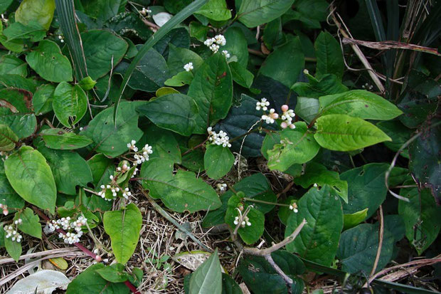 ツルソバ (蔓蕎麦)　タデ科 イヌタデ属