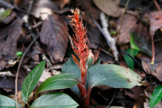 カゴメランと思われる植物。　花茎をあまり伸ばせずに花を咲かせ、終わったような状態に見えました。