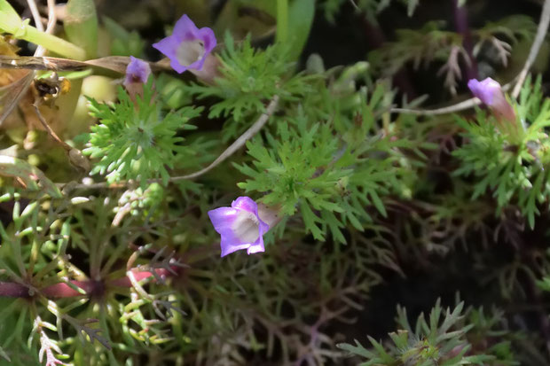 キクモの花　　とっても小さいが可愛い花です